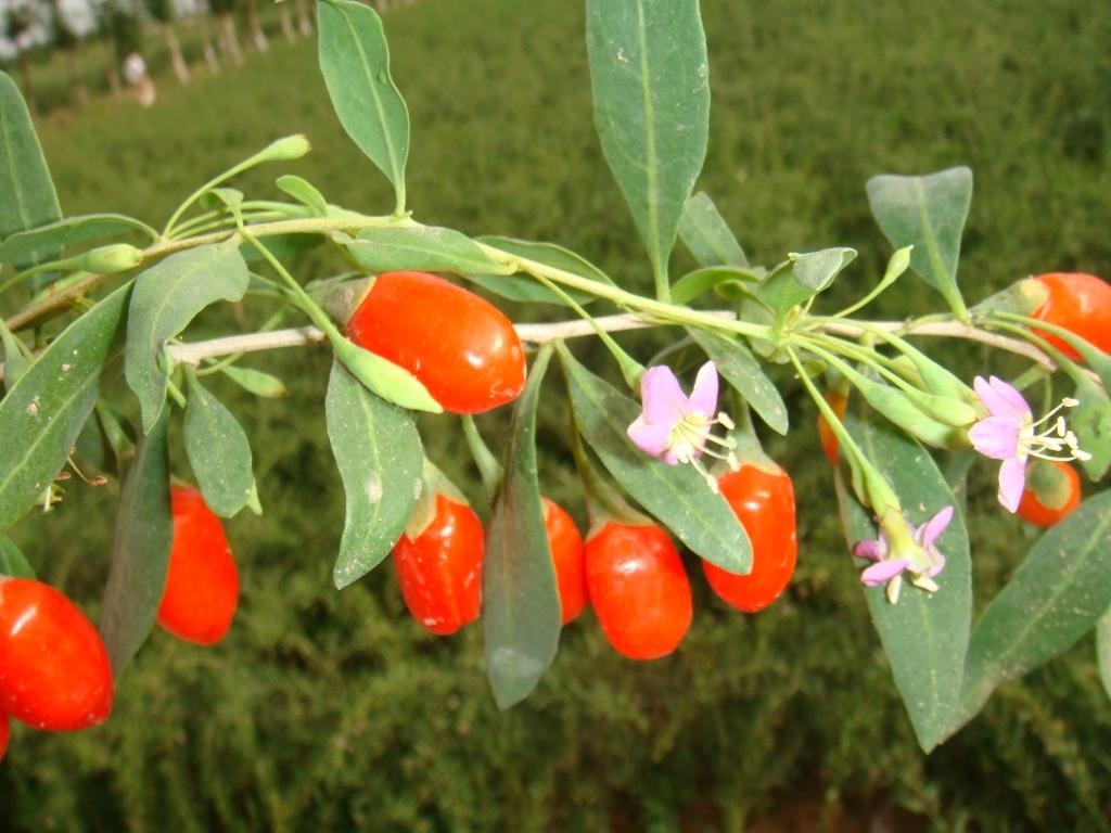 700 Semi Bacca di Goji-LYCIUM BARBARUM-Arbusto Perenne-Organico Bacca di 
