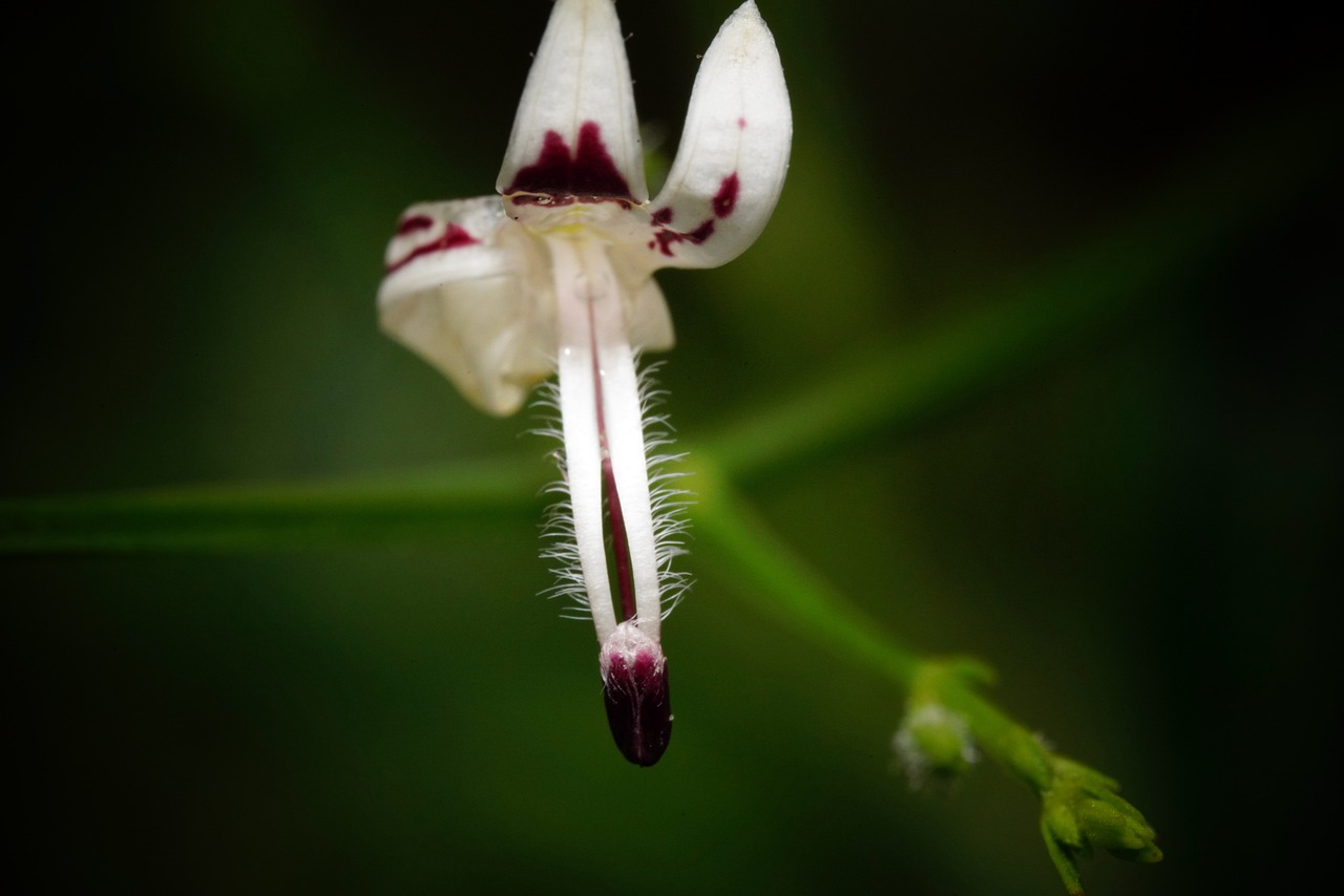 Andrographis paniculata pianta per il raffreddore