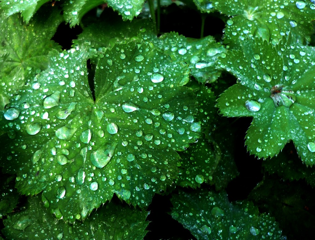Piante Depurative Quali Sono E Dove Agiscono Inherba Il