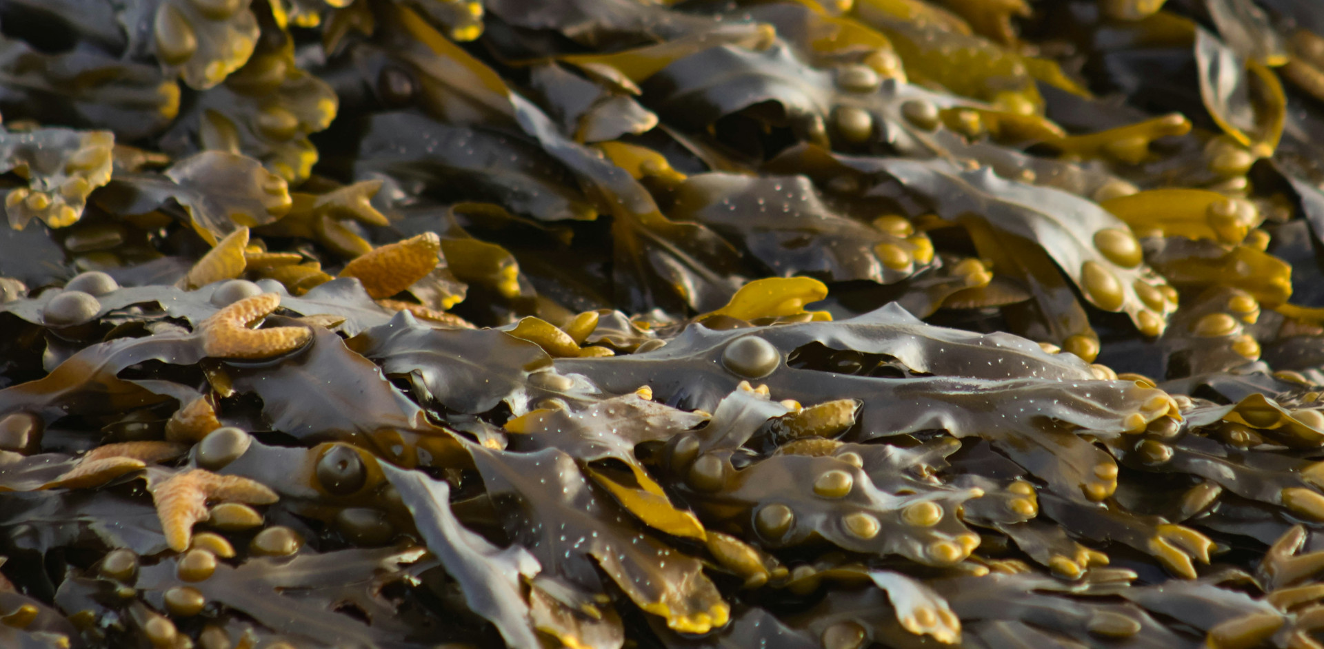 Fucus vesiculosus, una alga marina adatta al dimagrimento