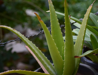 Aloe, la pianta che ti aiuta contro le emorroidi, infiammazioni sinoviali, edemi, perdita dei capelli e costipazione, con azione azione lassativa, eupeptica e colagoga.