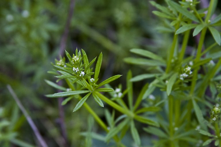 GALIUM APARINE UTILIZZO, PROPRIETÀ E TRADIZIONE Inherba Il mondo