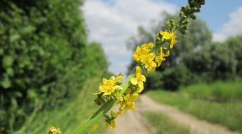 Agrimonia tradizione e proprietà