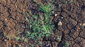 Gramigna, una pianta il cui succo fresco delle sommità verdi viene usato come depurativo epatico.